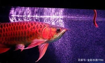 龍魚吃蜈蚣的發色過程是一個復雜的過程是一個復雜的過程：龍魚吃蜈蚣多久會發色