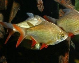 龍魚配魚泰國鯽養幾個合適：1-2條泰國鯽與龍魚混養可能是合適的選擇