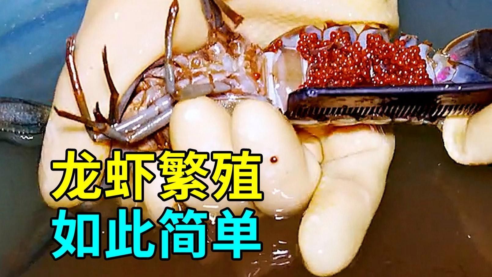 紅龍和澳龍哪個(gè)更容易養(yǎng)殖？