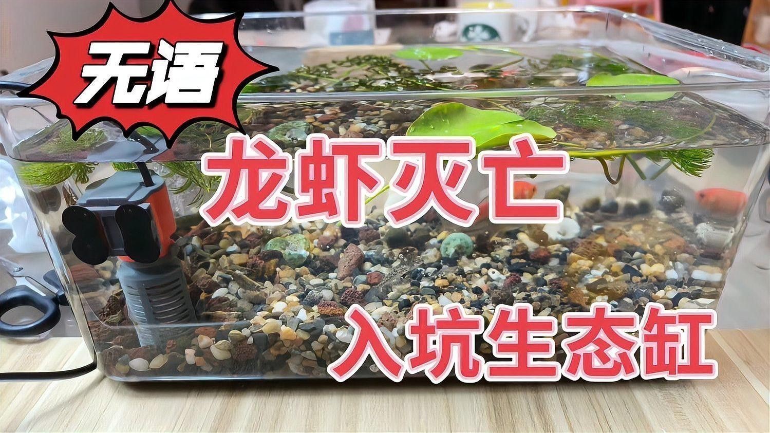 紅龍和澳龍哪個(gè)更容易養(yǎng)殖？