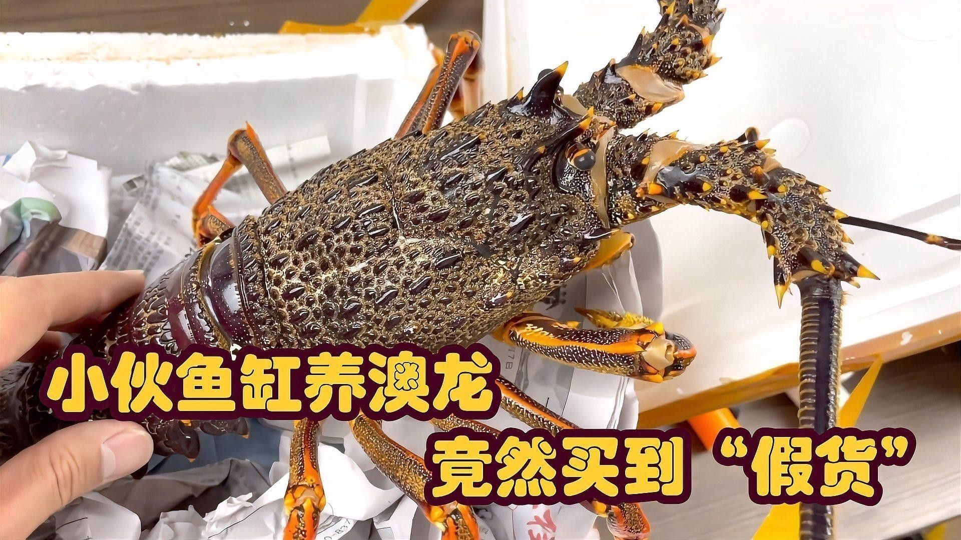 紅龍和澳龍哪個(gè)更容易養(yǎng)殖？