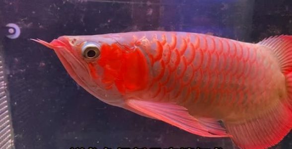 祥龍超血紅龍魚：祥龍超血紅龍魚品質如何鑒別超血紅龍魚品質