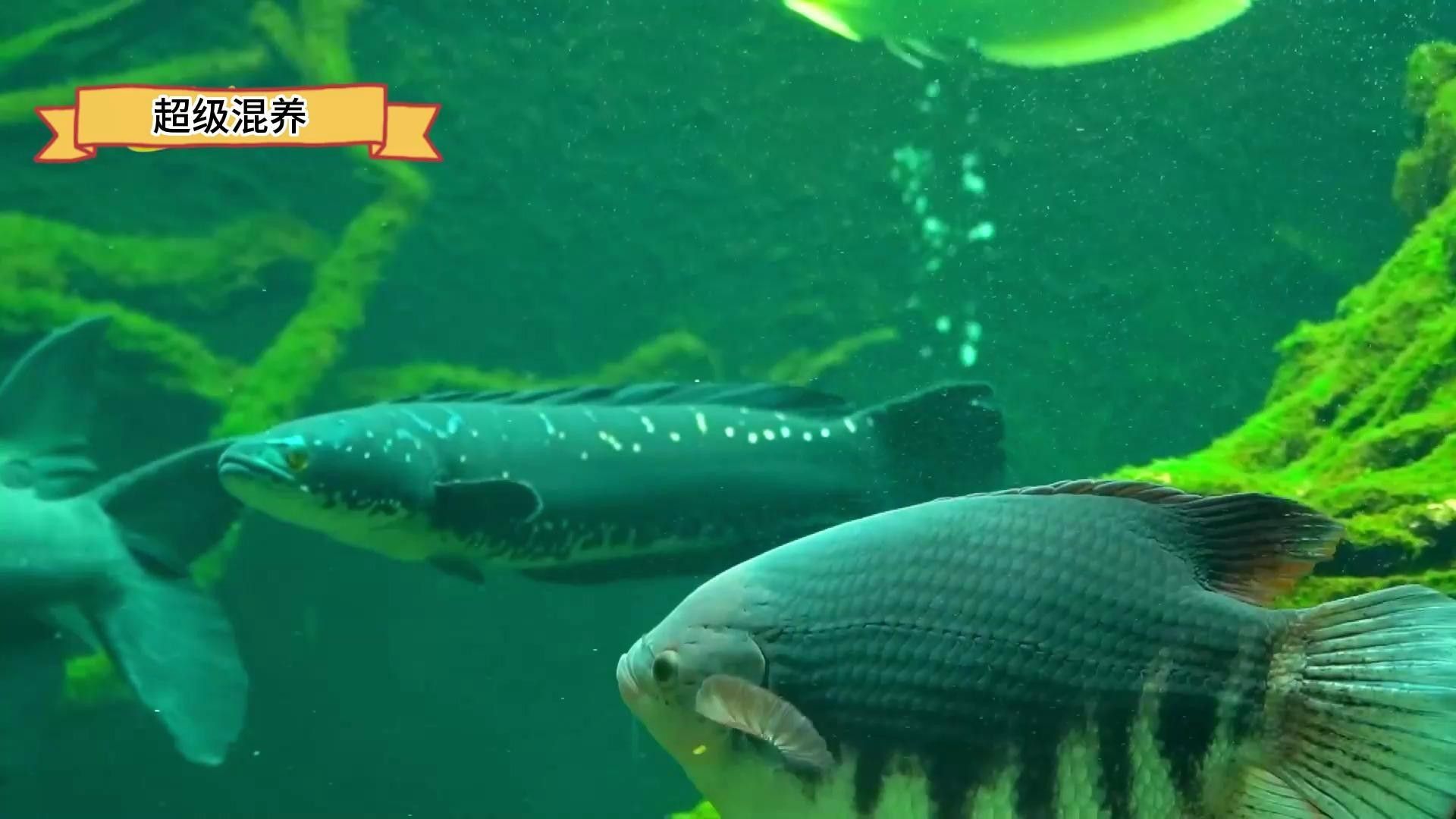 龍魚混養視頻大全視頻高清 龍魚混養視頻大全視頻高清 龍魚百科