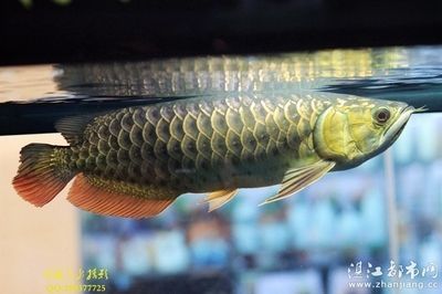 紅龍魚芯片在什么位置【如何查找紅龍魚芯片的位置】 紅龍魚芯片在什么位置【如何查找紅龍魚芯片的位置】 龍魚百科 第4張