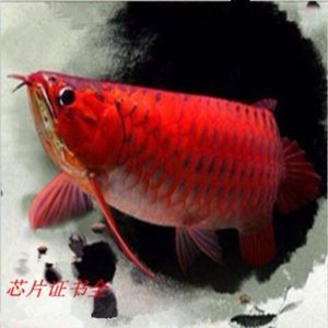 紅龍魚芯片在什么位置【如何查找紅龍魚芯片的位置】 紅龍魚芯片在什么位置【如何查找紅龍魚芯片的位置】 龍魚百科 第5張