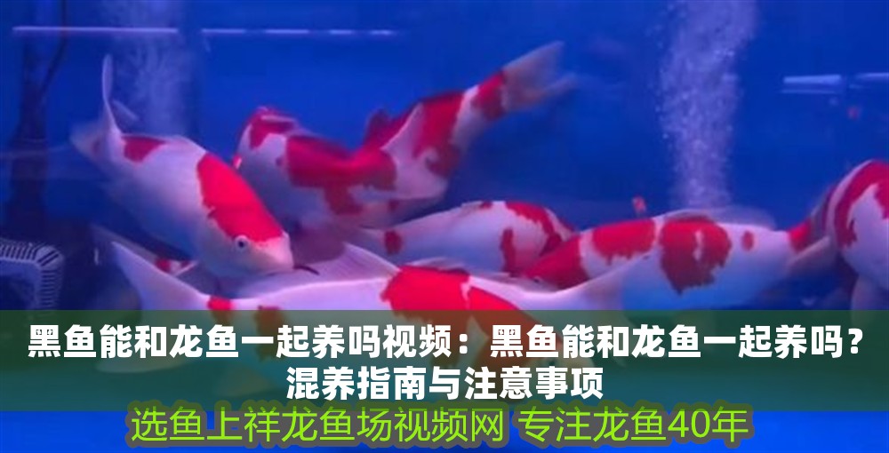 黑魚能和龍魚一起養嗎視頻：黑魚能和龍魚一起養嗎？混養指南與注意事項