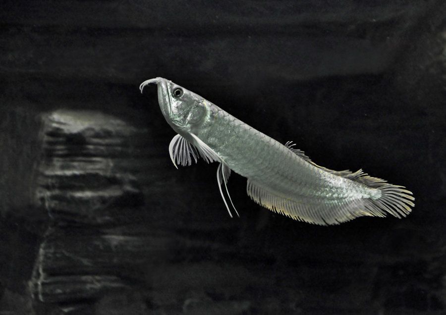 買銀龍魚應(yīng)該注意什么？（購買銀龍魚時(shí)，有幾個要點(diǎn)需要注意，確保銀龍魚的來源可靠）