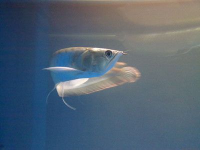 買銀龍魚應(yīng)該注意什么？（購買銀龍魚時(shí)，有幾個要點(diǎn)需要注意，確保銀龍魚的來源可靠）