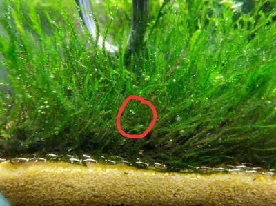 龍魚缸內(nèi)有白色的小蟲是什么：魚缸里白色細(xì)長(zhǎng)的蟲子是什么