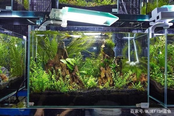 led燈對(duì)紅龍魚發(fā)色作用嗎：led燈對(duì)紅龍魚的發(fā)色有一定的作用但具體效果和作用