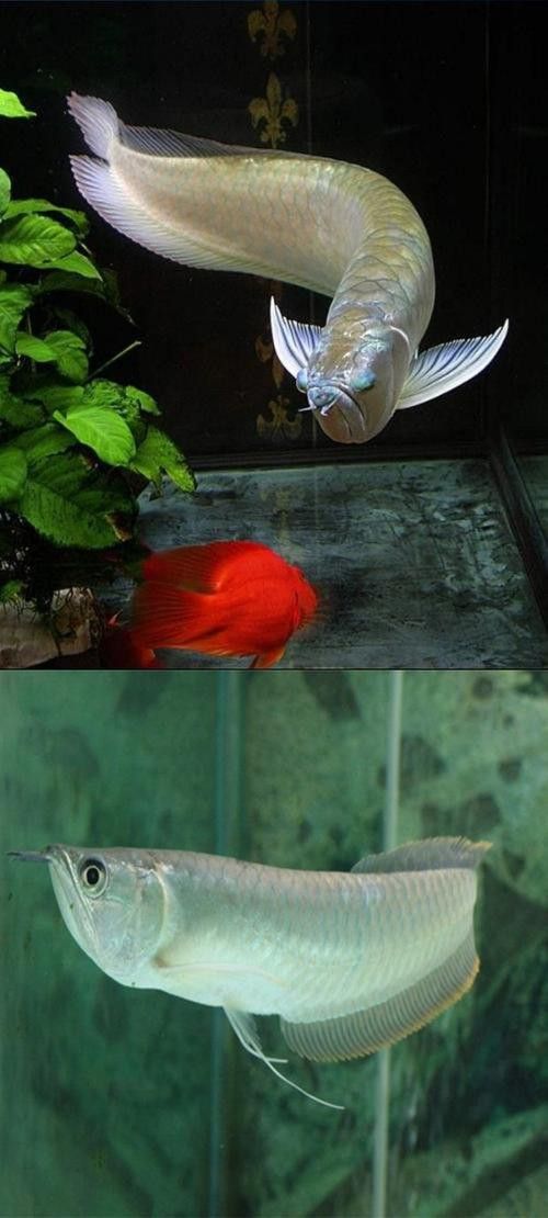 巨大銀龍魚