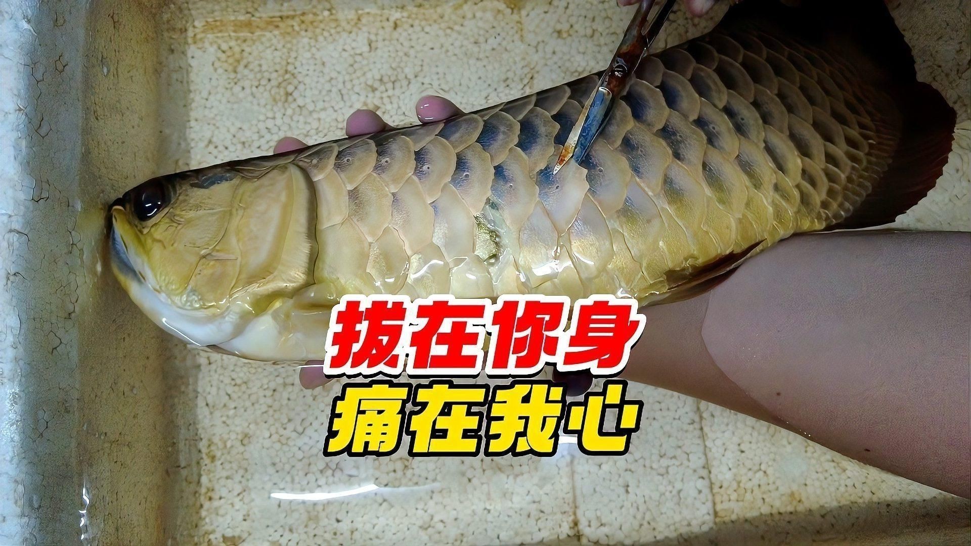 龍魚拔鱗手術(shù)風(fēng)險大嗎 龍魚拔鱗手術(shù)風(fēng)險大嗎 龍魚百科 第2張