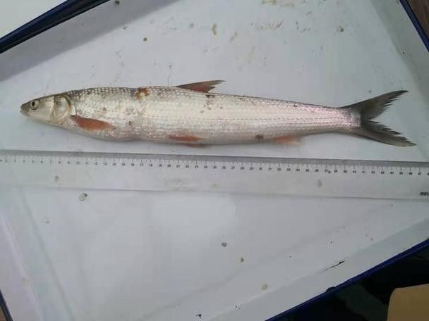 長江小龍魚圖片 長江小龍魚圖片 龍魚百科 第2張
