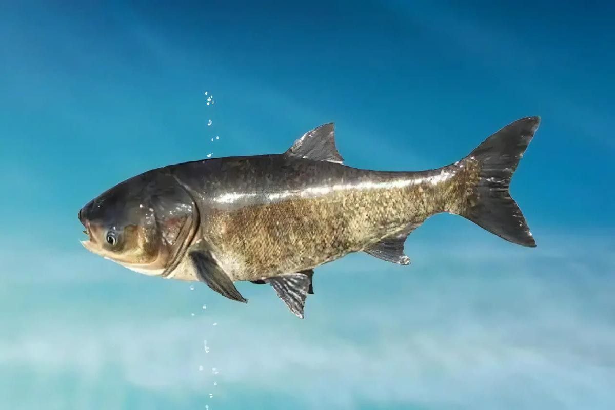 長江小龍魚圖片 長江小龍魚圖片 龍魚百科 第4張