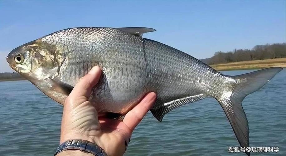 長江小龍魚圖片 長江小龍魚圖片 龍魚百科 第5張