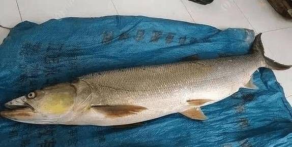 長江小龍魚圖片 長江小龍魚圖片 龍魚百科 第3張