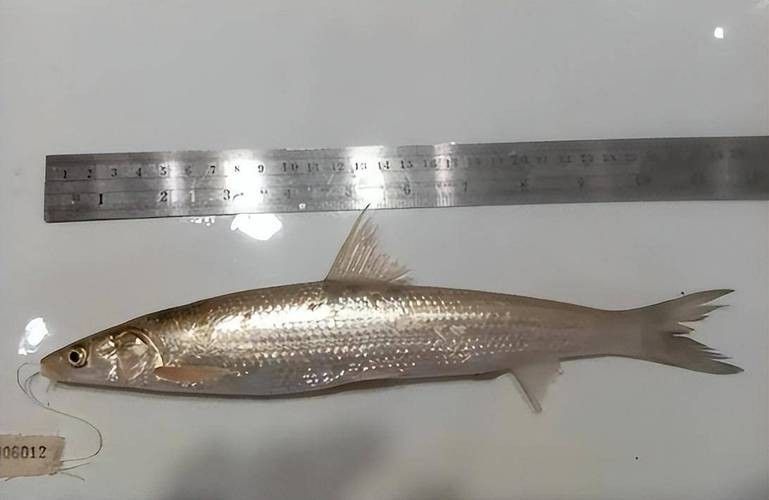 長江小龍魚圖片 長江小龍魚圖片 龍魚百科 第11張