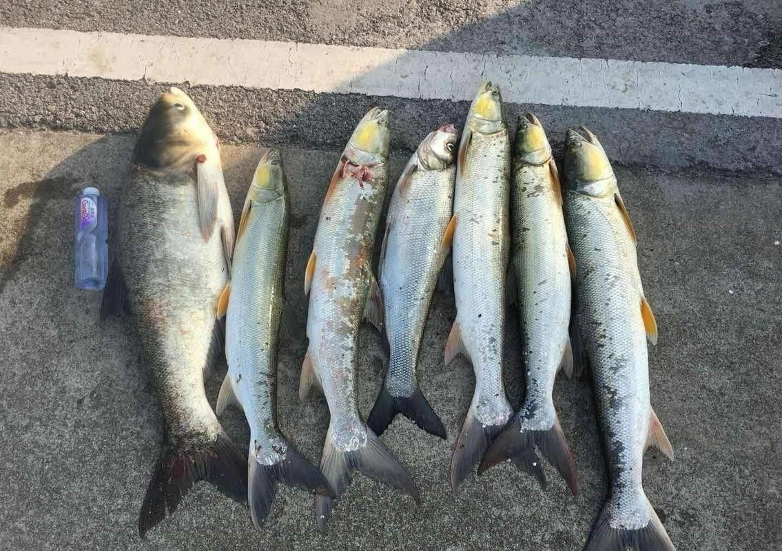 長江小龍魚圖片 長江小龍魚圖片 龍魚百科 第6張