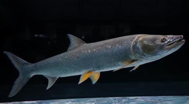 長江小龍魚圖片 長江小龍魚圖片 龍魚百科 第9張