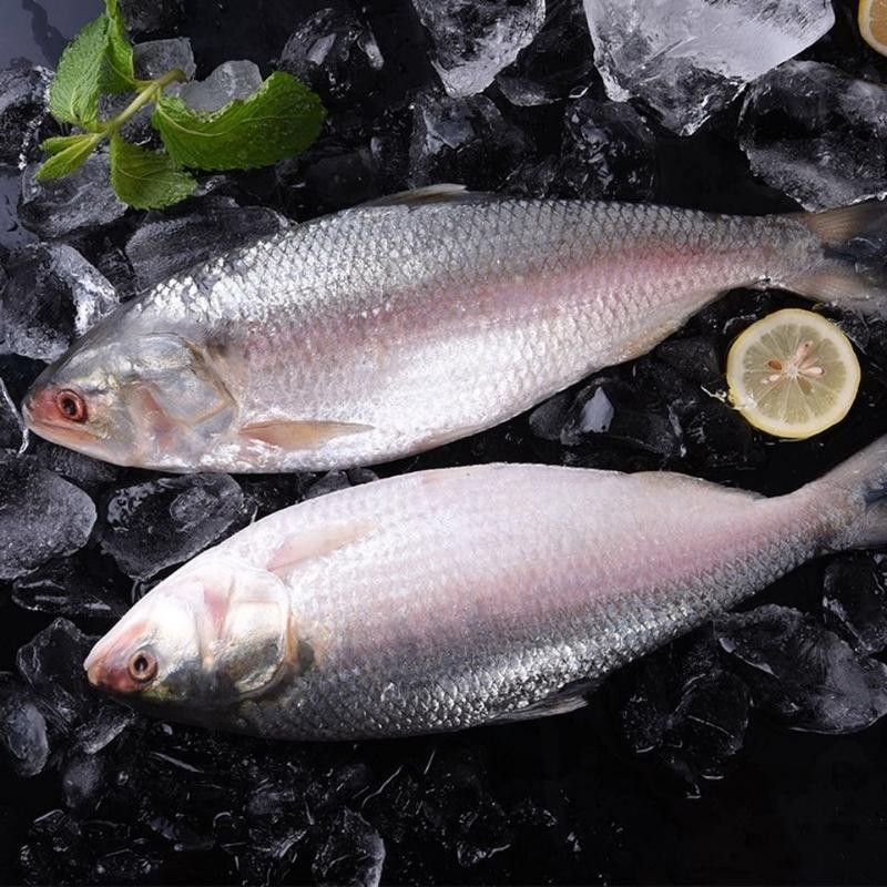 長江小龍魚圖片 長江小龍魚圖片 龍魚百科 第10張