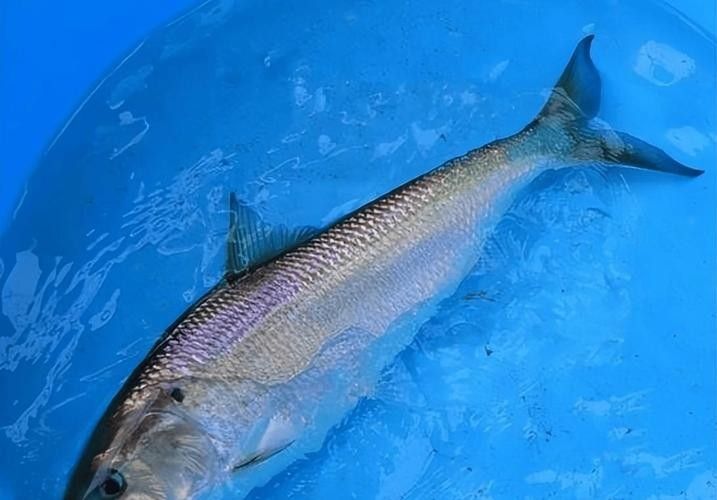 長江小龍魚圖片 長江小龍魚圖片 龍魚百科 第8張
