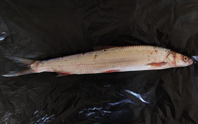 長江小龍魚圖片 長江小龍魚圖片 龍魚百科 第12張