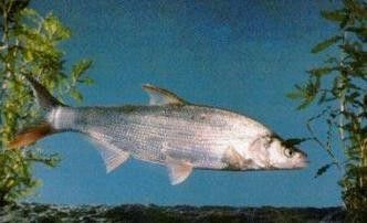 長江小龍魚圖片 長江小龍魚圖片 龍魚百科 第14張