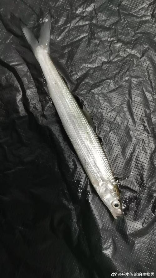 長江小龍魚圖片 長江小龍魚圖片 龍魚百科 第7張