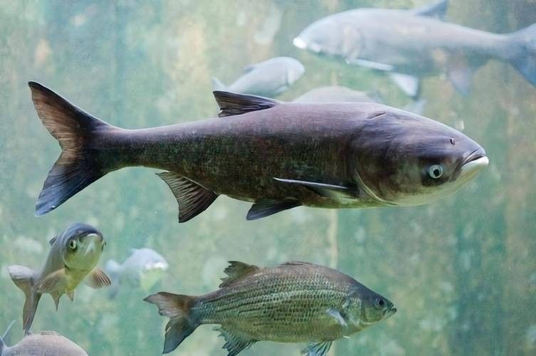 長江小龍魚圖片 長江小龍魚圖片 龍魚百科 第19張
