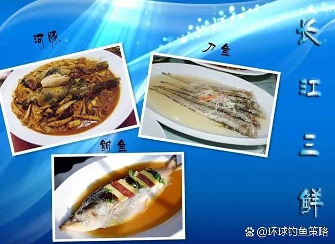 長江小龍魚圖片 長江小龍魚圖片 龍魚百科 第30張