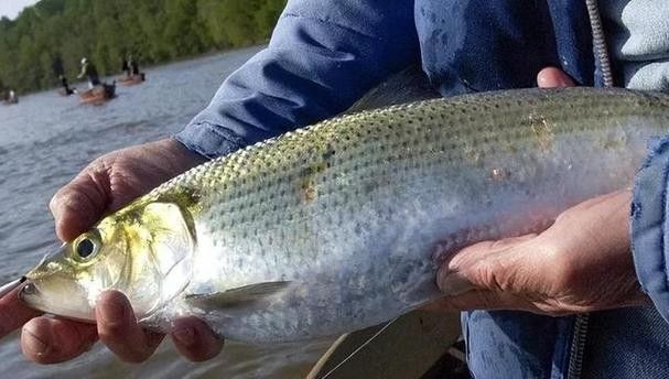 長江小龍魚圖片 長江小龍魚圖片 龍魚百科 第20張