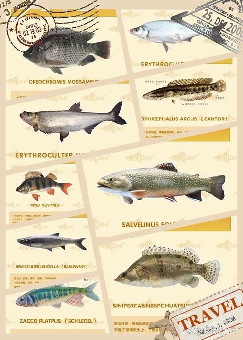 長江小龍魚圖片 長江小龍魚圖片 龍魚百科 第15張