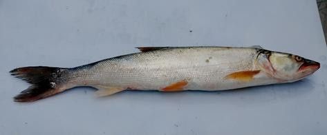 長江小龍魚圖片 長江小龍魚圖片 龍魚百科 第18張