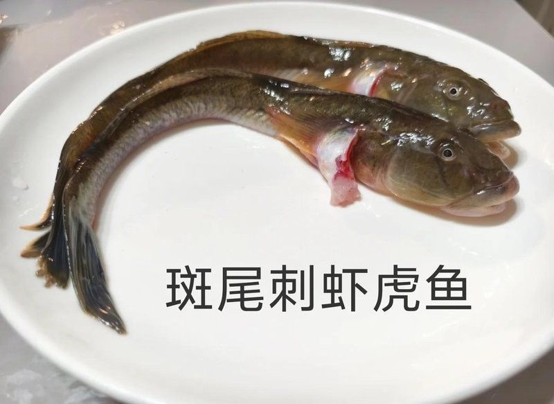 長江小龍魚圖片 長江小龍魚圖片 龍魚百科 第27張