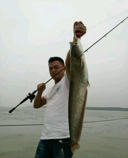 長江小龍魚圖片 長江小龍魚圖片 龍魚百科 第29張