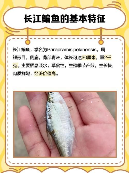 長江小龍魚圖片 長江小龍魚圖片 龍魚百科 第16張