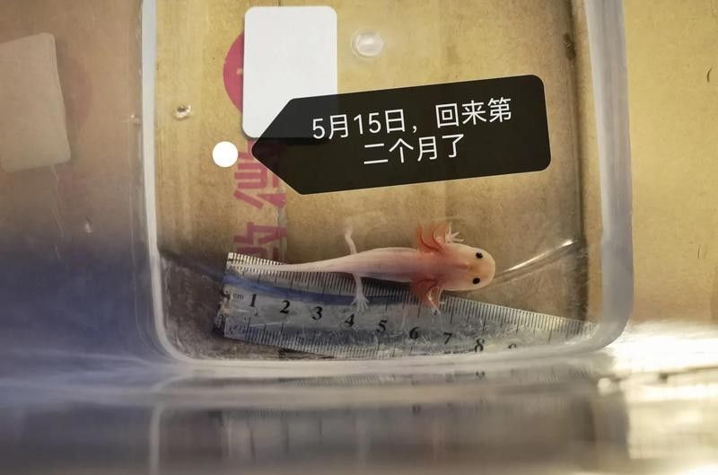 長江小龍魚圖片 長江小龍魚圖片 龍魚百科 第26張