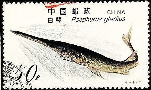 長江小龍魚圖片 長江小龍魚圖片 龍魚百科 第24張