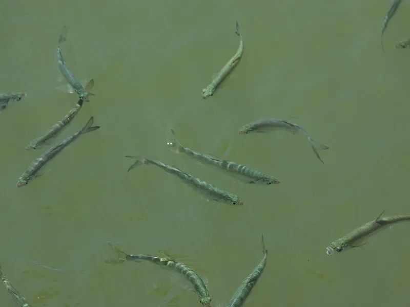 長江小龍魚圖片 長江小龍魚圖片 龍魚百科 第25張