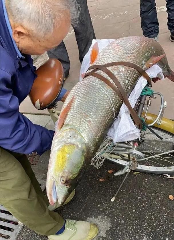 長江小龍魚圖片 長江小龍魚圖片 龍魚百科 第17張