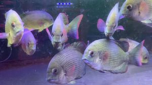馬拉莫寶石魚最佳飼養環境：如何判斷馬拉莫寶石魚健康