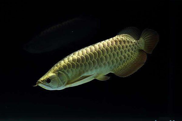 金龍福龍魚是什么魚