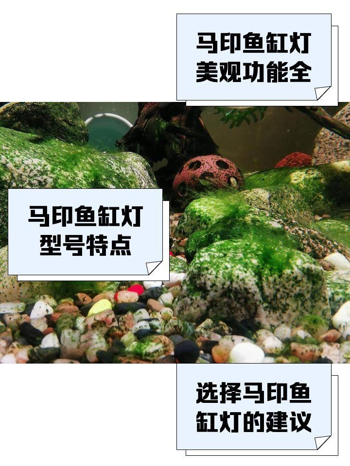 馬印水族燈哪款性價比高