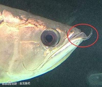 龍魚眼上有一層膜正常嗎：龍魚眼上出現(xiàn)一層膜可能是由于多種原因引起的 龍魚眼上有一層膜正常嗎：龍魚眼上出現(xiàn)一層膜可能是由于多種原因引起的 龍魚百科 第2張