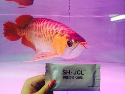 龍魚眼上有一層膜正常嗎：龍魚眼上出現(xiàn)一層膜可能是由于多種原因引起的 龍魚眼上有一層膜正常嗎：龍魚眼上出現(xiàn)一層膜可能是由于多種原因引起的 龍魚百科 第1張