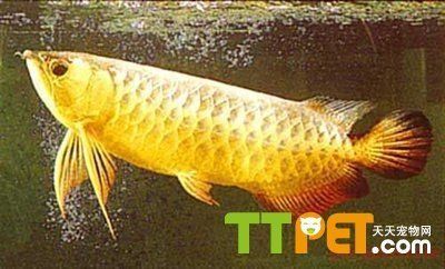 金龍魚的種類（金龍魚品種的市場價格對比，）