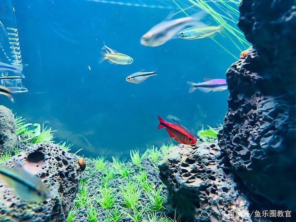 雄魚吞食魚卵會影響繁殖嗎？