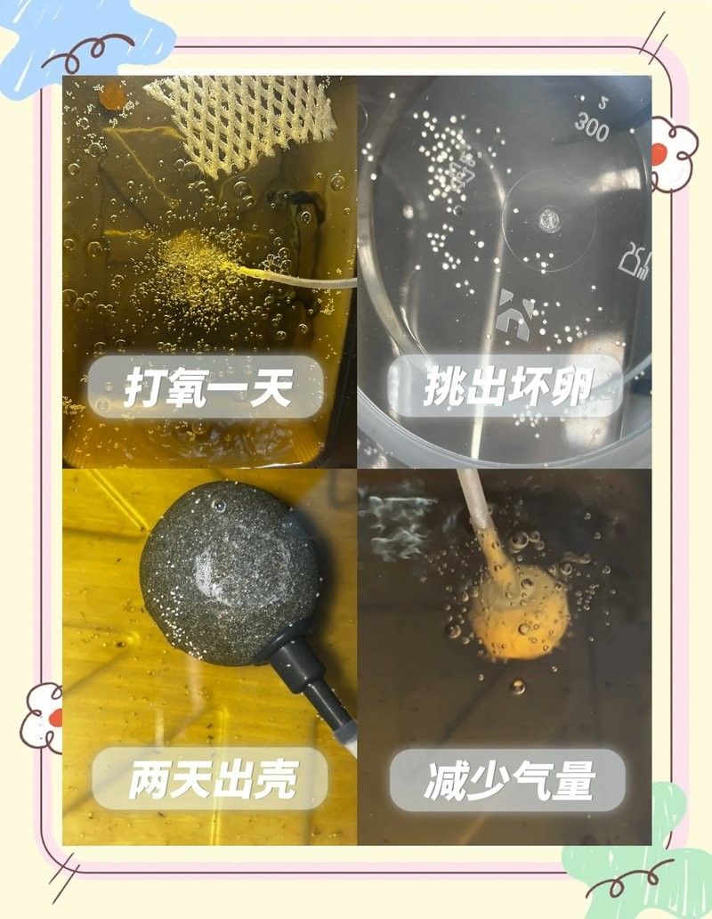 雄魚吞食魚卵會影響繁殖嗎？
