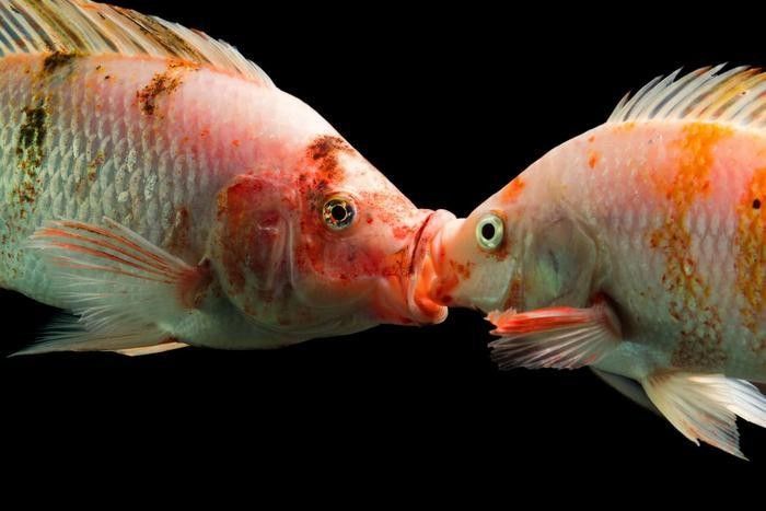 雄魚吞食魚卵會影響繁殖嗎？