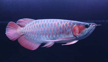 紅龍魚光照時間與健康關系：紅龍魚光照周期最佳實踐,紅龍魚光照強度選擇指南